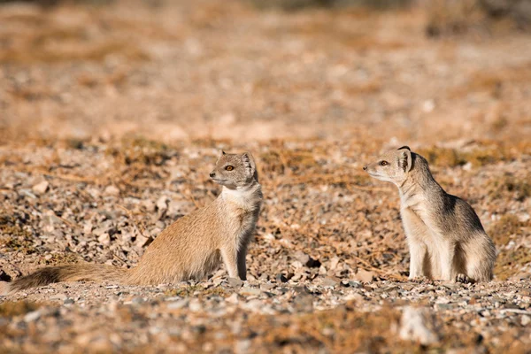 Två gula Mongoose — Stockfoto