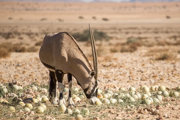 Oryx cheira a melão do deserto — Fotografia de Stock
