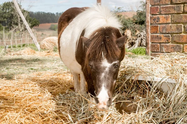 Pony by the Hay — Stock Photo, Image
