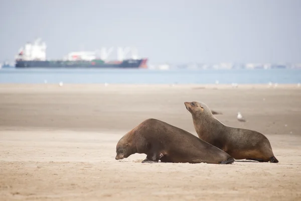 Два тюленя передвигаются по пляжу — стоковое фото