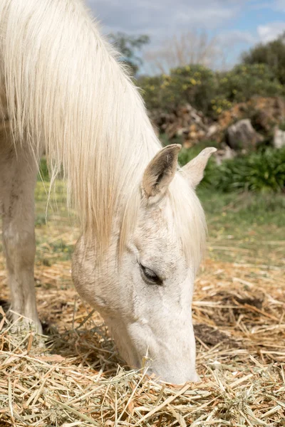 Arabian Horse Grazing — Stock Photo, Image