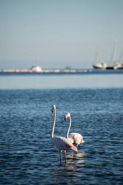 Two Flamingos in the Bay — Stock Photo, Image