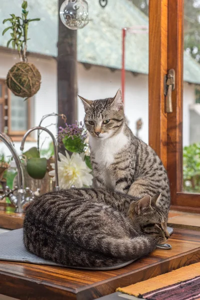 Två katter av fönstret — Stockfoto