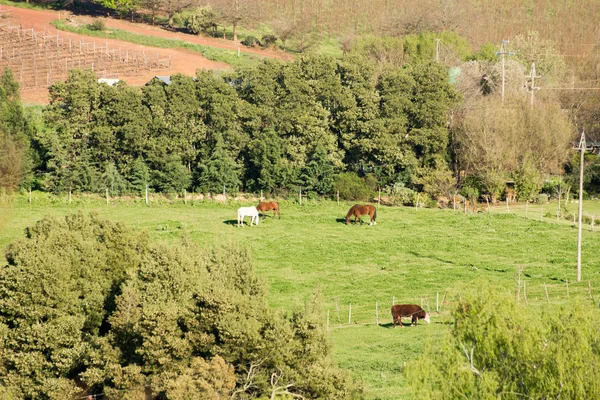 Terras agrícolas com cavalos e vacas — Fotografia de Stock