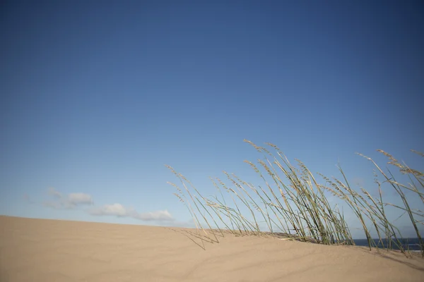 Gras auf der Düne — Stockfoto