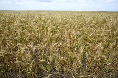 Buğday alanlarında mesafe