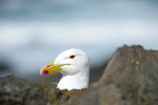 Portrait d'une mouette — Photo