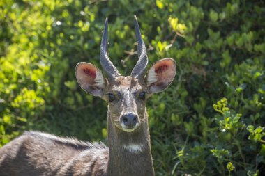 Tsitsikamma, Ceylanlar