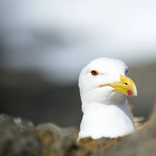 Face of a Seagull — Stock Photo, Image