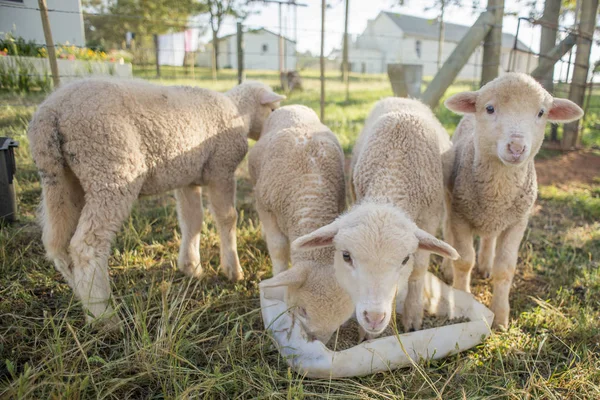 Little Lambs Feeding