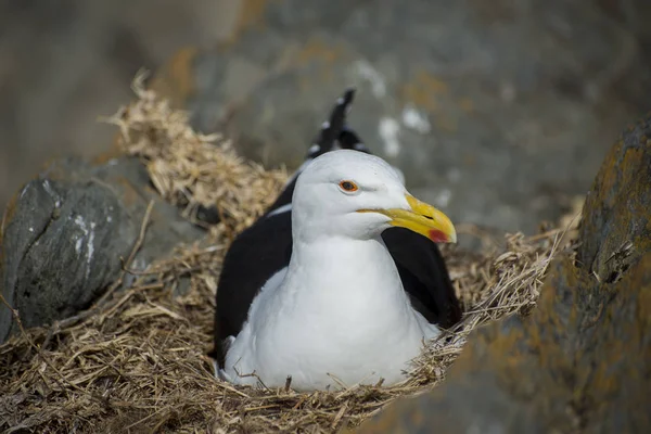 Seagull Nesting in Nest on Rocks — Stock Photo, Image