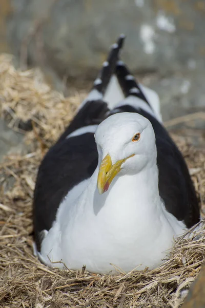 Mouette nichant dans les rochers — Photo