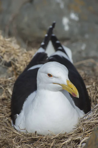 Seagull in Nest on Rocks — Stock Photo, Image