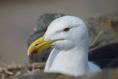 Portre bir martı iç içe geçme