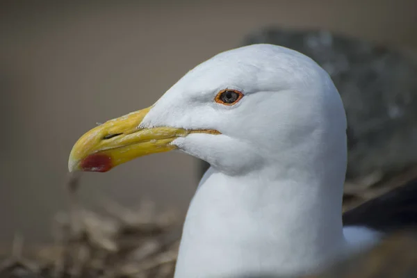 Up close portrait of a Seagull — Stock Photo, Image