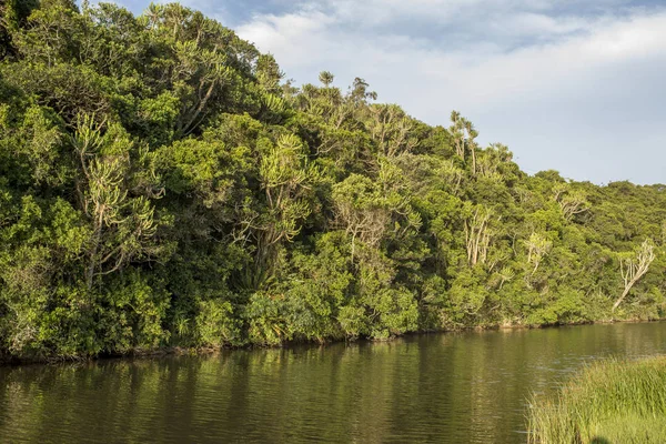 Foresta tropicale sulla riva del fiume Fotografia Stock