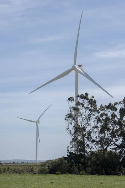 Turbinas eólicas por trás das árvores — Fotografia de Stock