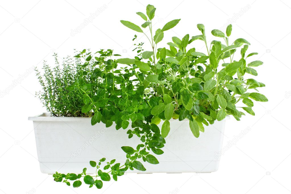 Fresh herbs in planter
