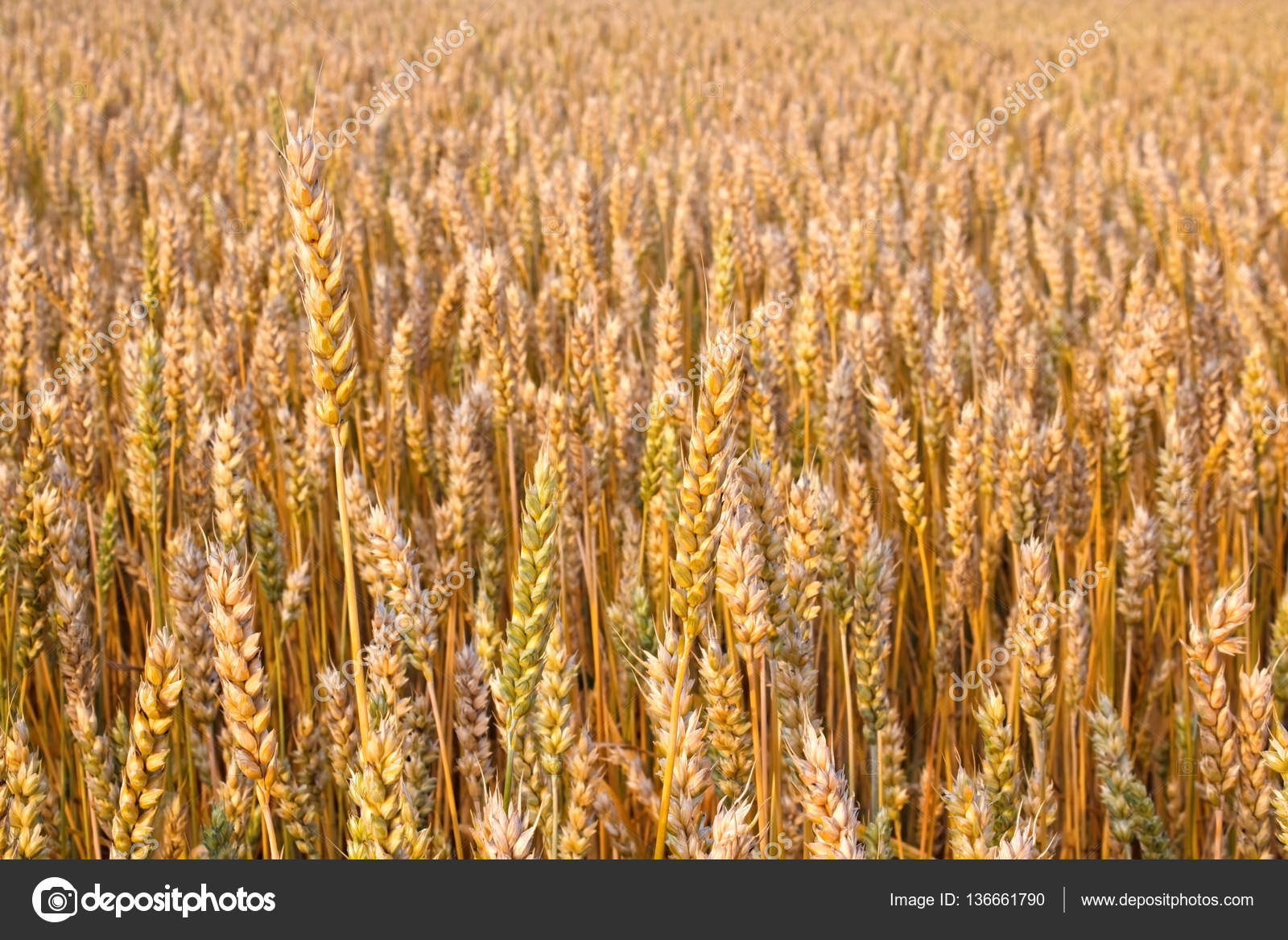 Ripe wheat in grainfield Stock Photo by ©arskajuhani 136661790