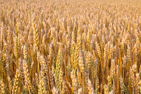 Frumento maturo in campo di grano — Foto Stock