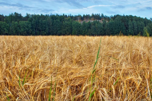 Orzo maturo in campo di grano — Foto Stock