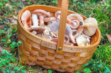 Mushroom basket in forest clipart