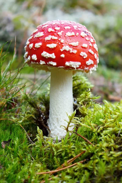 Fly agaric mushroom — Stock Photo, Image