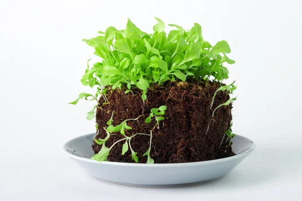 Pequena Planta Alface Cubo Solo Cultivada Partir Sementes — Fotografia de Stock