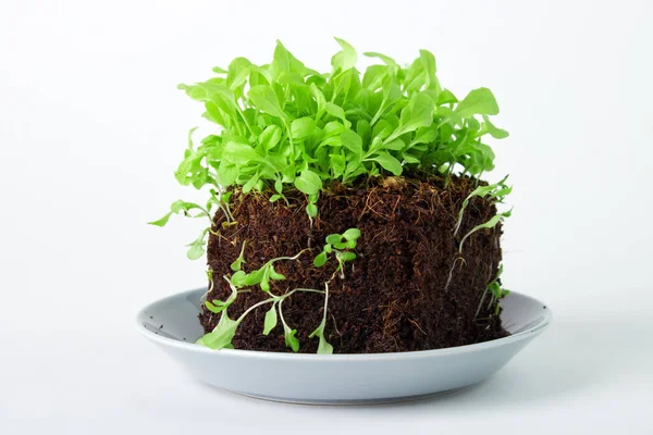 Kleine Salatpflanze Auf Bodenwürfel Angebaut Aus Samen Stockbild