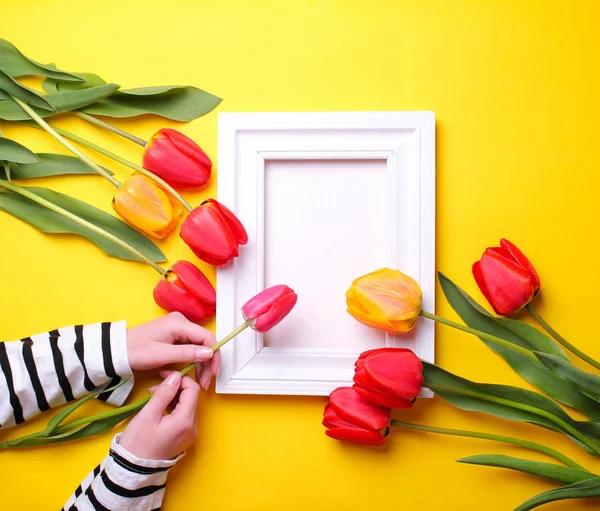 Руки, держащие тюльпан, рядом лежит белая рамка и тюльпаны на желтом фоне — стоковое фото