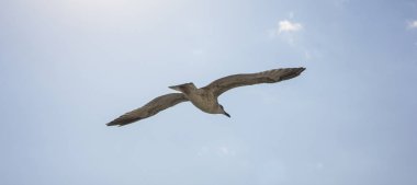 gökyüzü ile o kayma güvercin ruhunu özgür