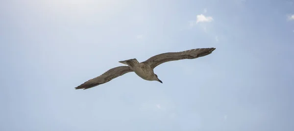 Duva glider himlen med det fri själ — Stockfoto