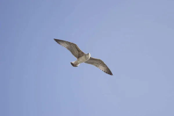 Duva glider himlen med det fri själ — Stockfoto