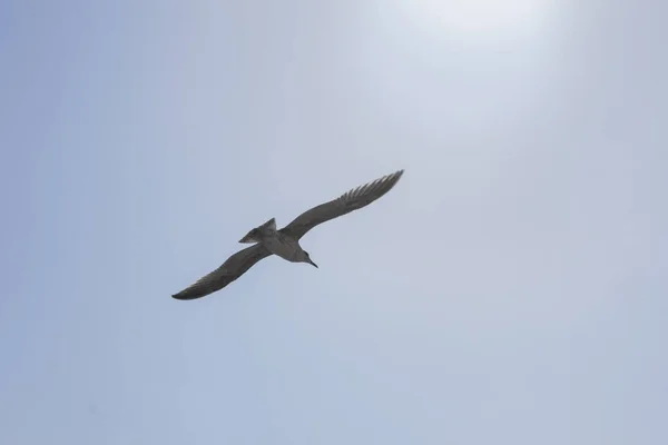Gökyüzü ile o kayma güvercin ruhunu özgür — Stok fotoğraf