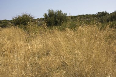 buğday meyveleri yaz döneminde - küresel uyarı
