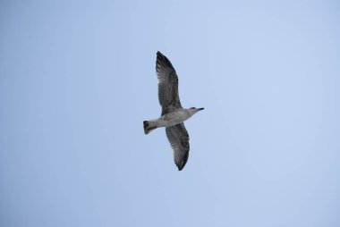 Açık mavi gökyüzü güneş ışığı ile üzerinde uçan martı