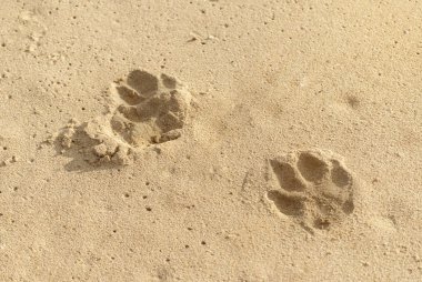 Köpek Kumdaki plajda güneşli gün