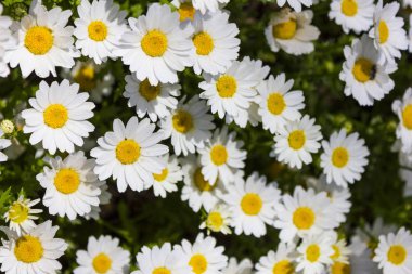 güneş ışığı ile yeşil çayır bahar papatya