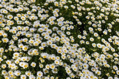 güneş ışığı ile yeşil çayır bahar papatya