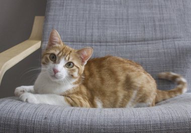 Güzel kabarık zencefil kedi kanepede yalan