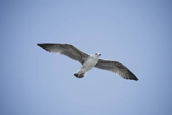 Чайка летит на ясном голубом небе с солнечным светом — стоковое фото