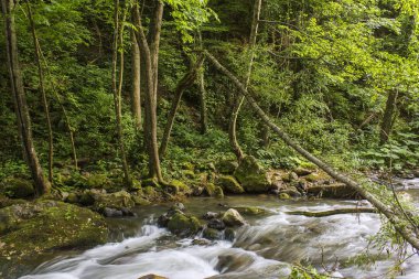 Yeşil ormandaki nehir