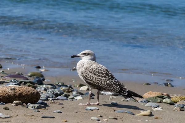 Fin närbild seagull stående på kusten — Stockfoto