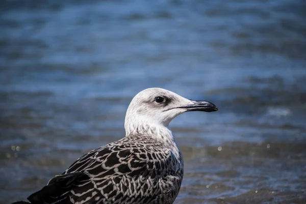 Fin närbild seagull stående på kusten — Stockfoto