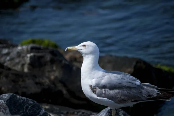 Fin närbild seagull stående på kusten — Stockfoto