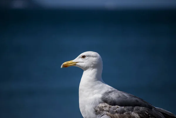 Fin närbild seagull stående på kusten — Stockfoto