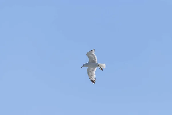Чайка летит в голубом ясном небе и ярком солнце — стоковое фото