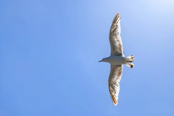 Enda Måsen flyger i blå klar himmel och strålande sol — Stockfoto