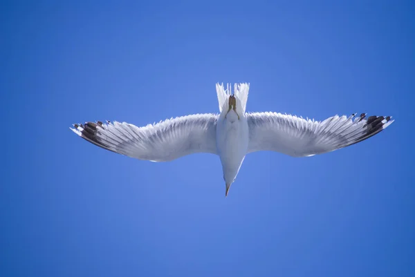 Чайка летит в голубом ясном небе и ярком солнце — стоковое фото