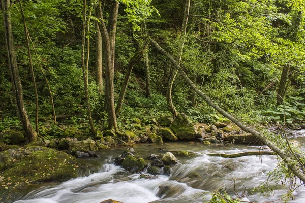 Yeşil ormandaki nehir